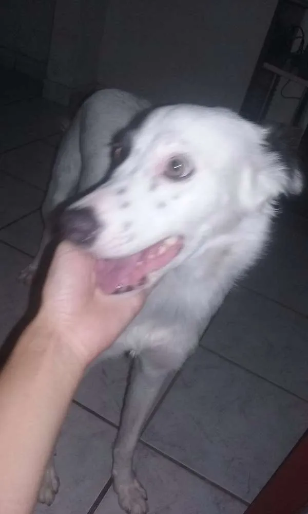 Cachorro raça SRD idade 7 a 11 meses nome Lola