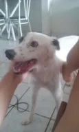 Lola