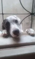 Lola
