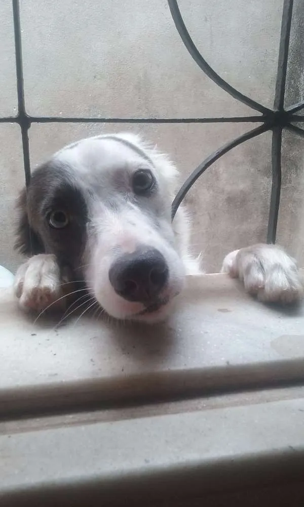 Cachorro raça SRD idade 7 a 11 meses nome Lola