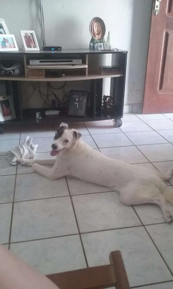 Cachorro raça SRD idade 7 a 11 meses nome Lola