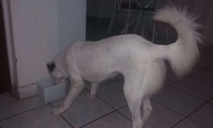 Cachorro raça SRD idade 7 a 11 meses nome Lola