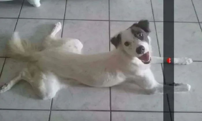 Cachorro raça SRD idade 7 a 11 meses nome Lola