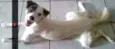 Lola