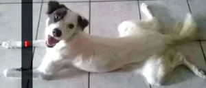 Cachorro raça SRD idade 7 a 11 meses nome Lola