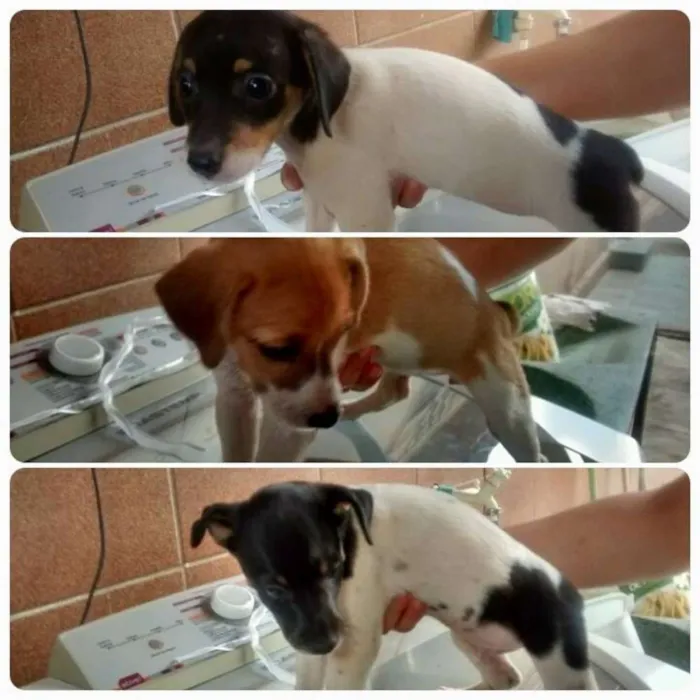 Cachorro ra a  idade 2 a 6 meses nome Fumaça/Baixinha/Nancy