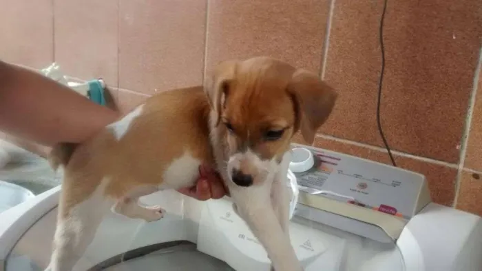 Cachorro ra a  idade 2 a 6 meses nome Fumaça/Baixinha/Nancy