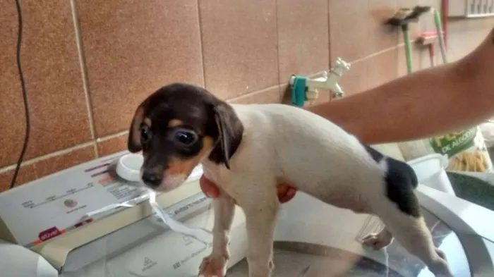 Cachorro ra a  idade 2 a 6 meses nome Fumaça/Baixinha/Nancy