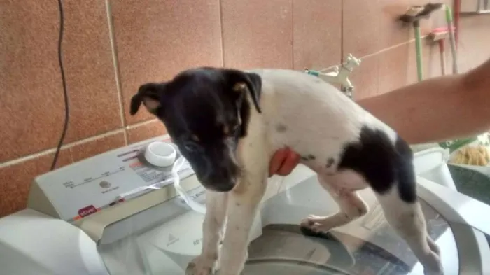 Cachorro ra a  idade 2 a 6 meses nome Fumaça/Baixinha/Nancy