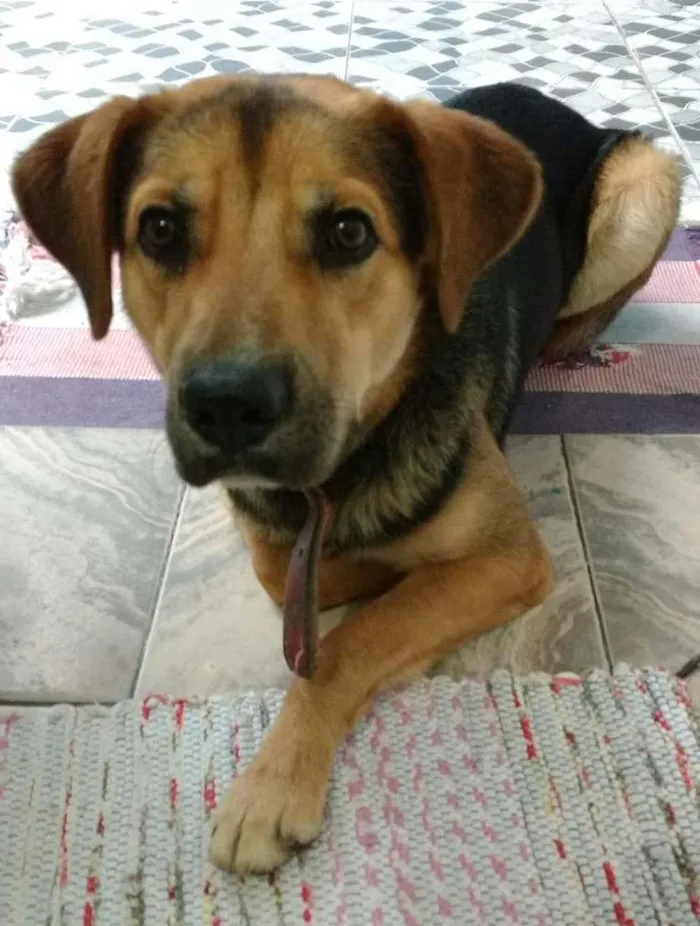 Cachorro ra a Sem raça idade 1 ano nome Boby