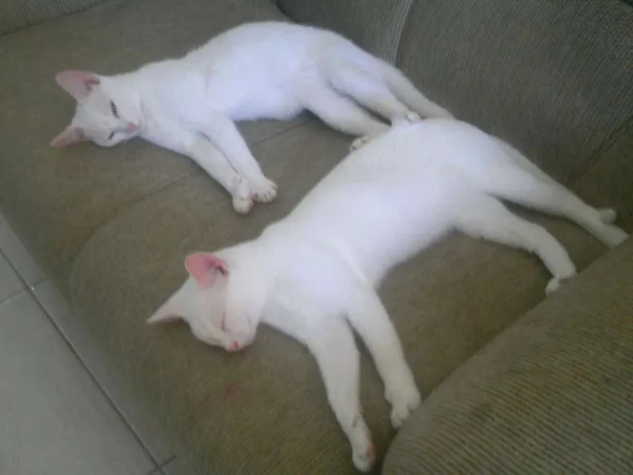 Gato ra a comum idade 7 a 11 meses nome kiuwi e Floquinho