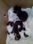 kiuwi e Floquinho