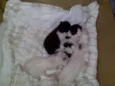 kiuwi e Floquinho