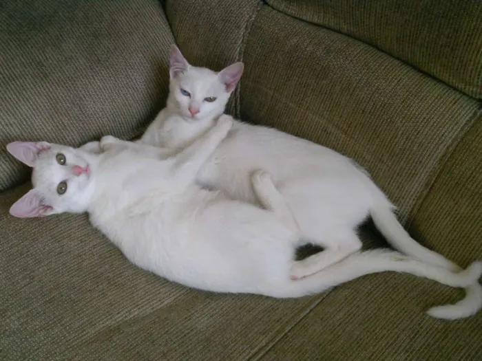 Gato ra a comum idade 7 a 11 meses nome kiuwi e Floquinho