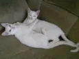 kiuwi e Floquinho
