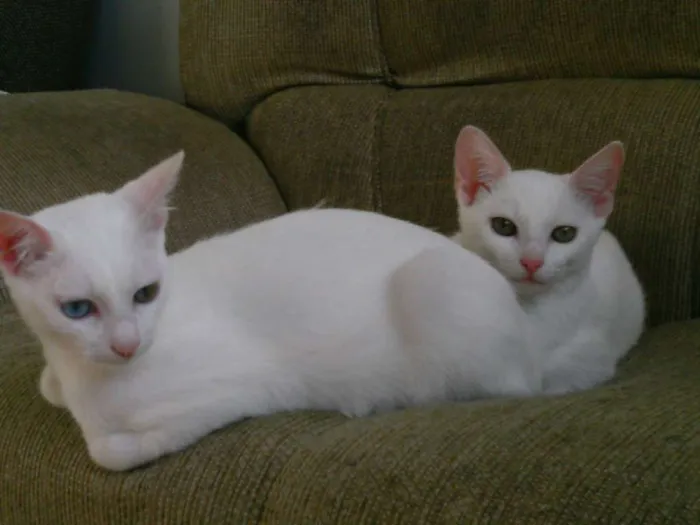 Gato ra a comum idade 7 a 11 meses nome kiuwi e Floquinho