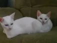 kiuwi e Floquinho