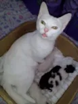 kiuwi e Floquinho