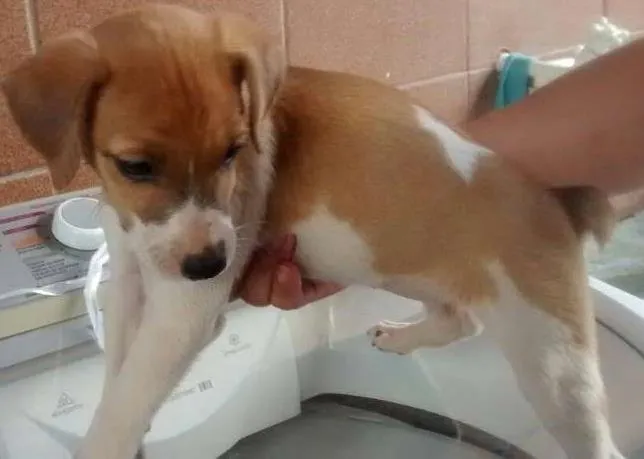 Cachorro ra a  idade 2 a 6 meses nome Fumaça/Baixinha/Nancy