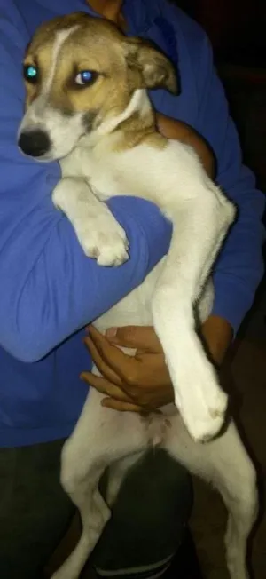 Cachorro raça Híbrido  idade 2 a 6 meses nome Pupy