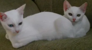 Gato raça comum idade 7 a 11 meses nome kiuwi e Floquinho