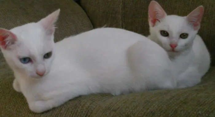Gato ra a comum idade 7 a 11 meses nome kiuwi e Floquinho