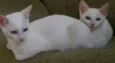 kiuwi e Floquinho