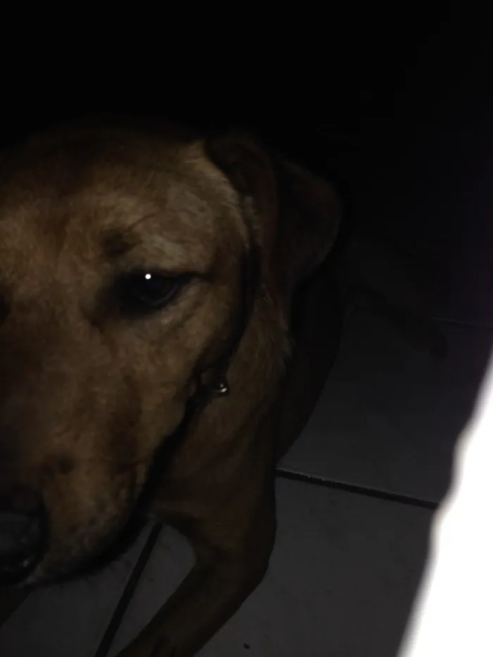 Cachorro raça Misturada com alguma coisa idade 1 ano nome Chamei ele de nego