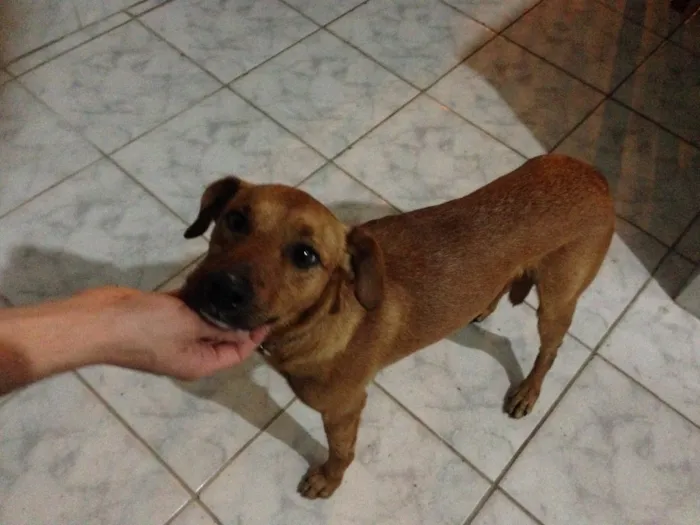Cachorro raça Misturada com alguma coisa idade 1 ano nome Chamei ele de nego