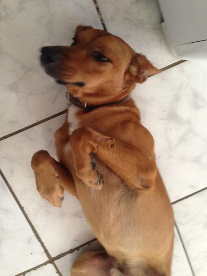 Cachorro raça Misturada com alguma coisa idade 1 ano nome Chamei ele de nego