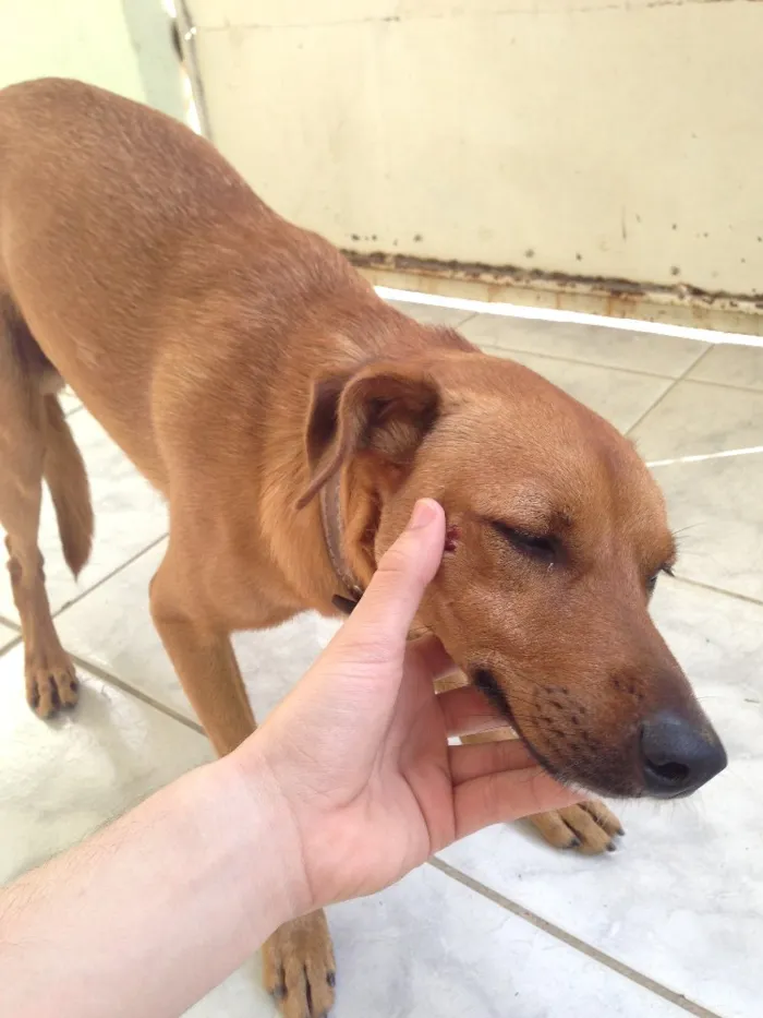 Cachorro raça Misturada com alguma coisa idade 1 ano nome Chamei ele de nego