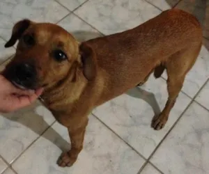 Cachorro raça Misturada com alguma coisa idade 1 ano nome Chamei ele de nego
