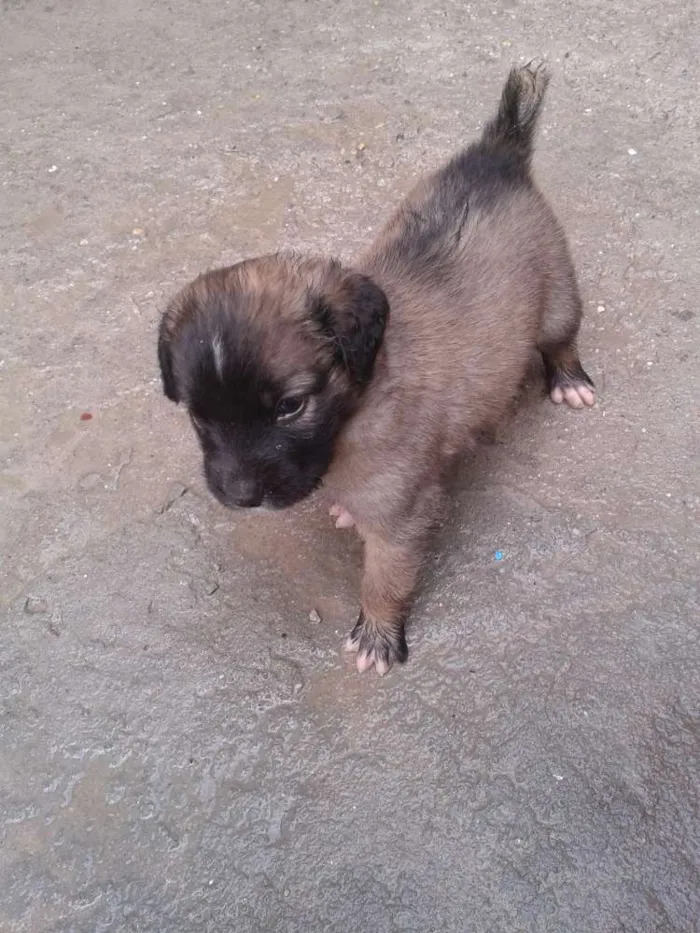Cachorro ra a SRD idade Abaixo de 2 meses nome SN