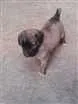 Cachorro raça SRD idade Abaixo de 2 meses nome SN