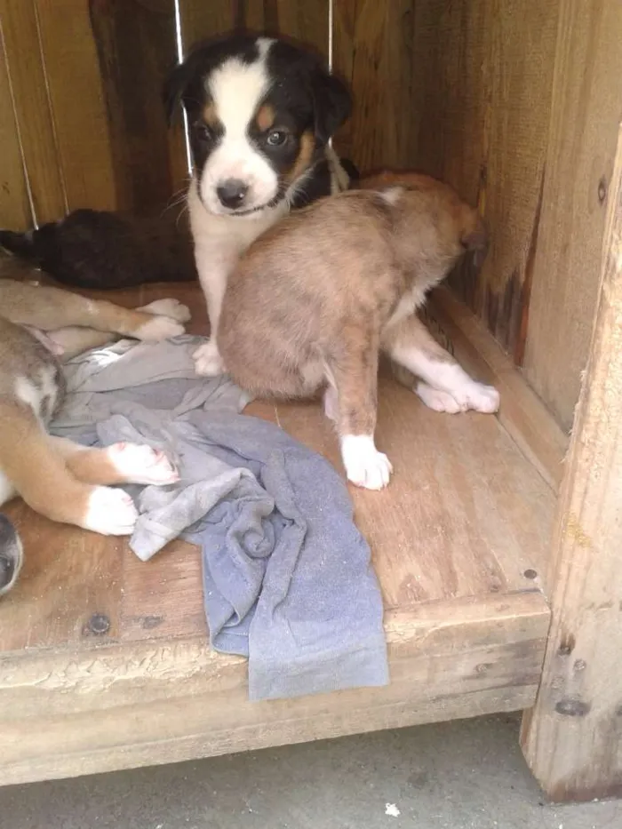 Cachorro ra a SRD idade Abaixo de 2 meses nome SN