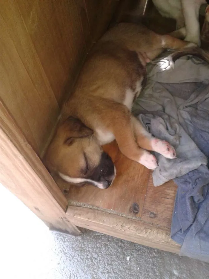 Cachorro ra a SRD idade Abaixo de 2 meses nome SN