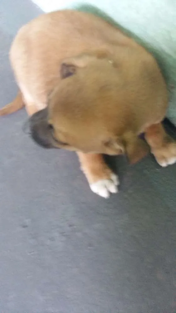Cachorro ra a vira latas idade Abaixo de 2 meses nome Filhotinhos