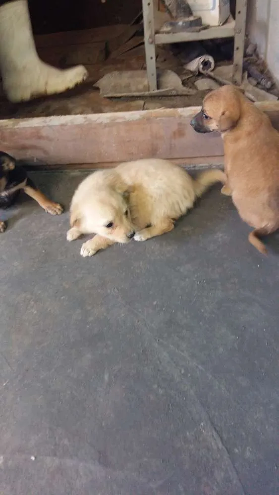 Cachorro ra a vira latas idade Abaixo de 2 meses nome Filhotinhos