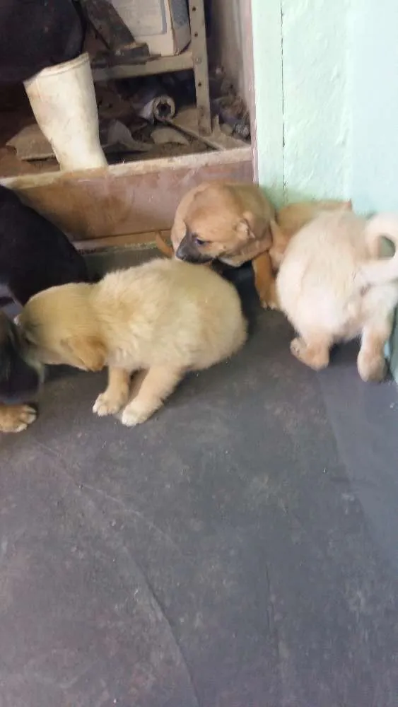Cachorro ra a vira latas idade Abaixo de 2 meses nome Filhotinhos
