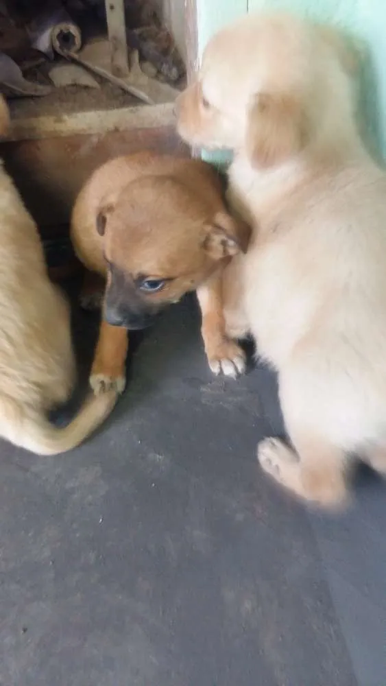 Cachorro ra a vira latas idade Abaixo de 2 meses nome Filhotinhos