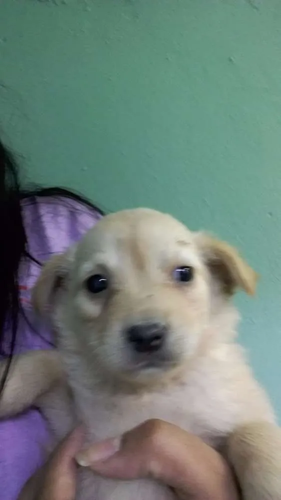 Cachorro ra a vira latas idade Abaixo de 2 meses nome Filhotinhos