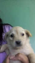 Filhotinhos