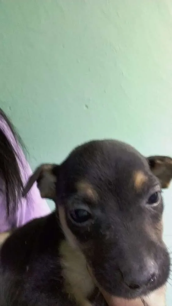 Cachorro ra a vira latas idade Abaixo de 2 meses nome Filhotinhos