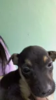 Filhotinhos