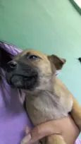 Filhotinhos