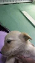 Filhotinhos