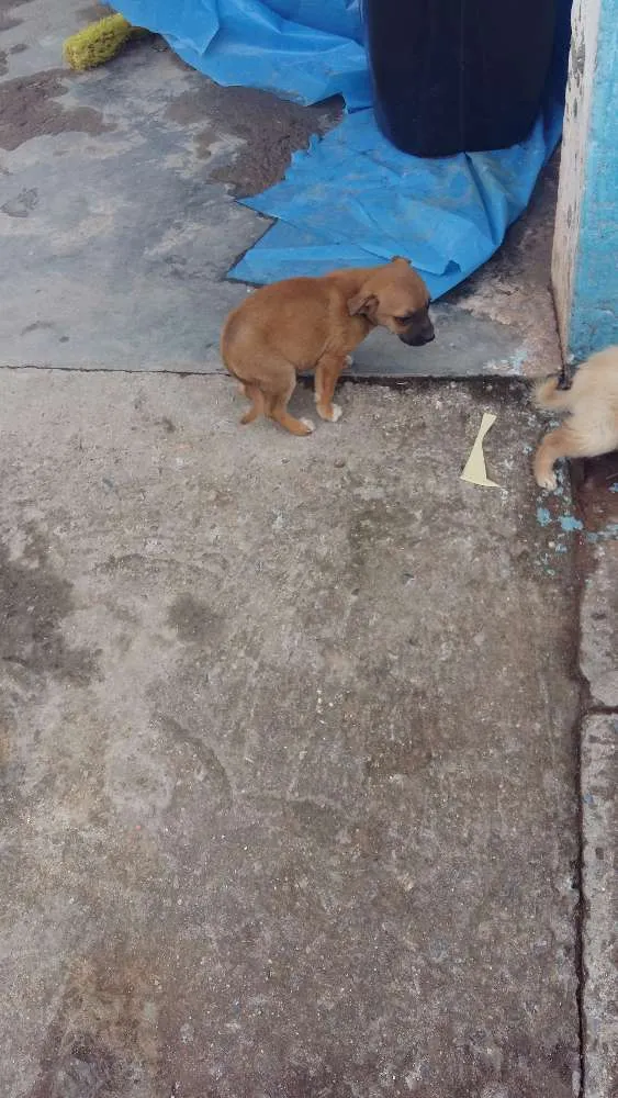 Cachorro ra a vira latas idade Abaixo de 2 meses nome Filhotinhos