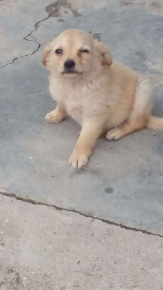 Cachorro ra a vira latas idade Abaixo de 2 meses nome Filhotinhos