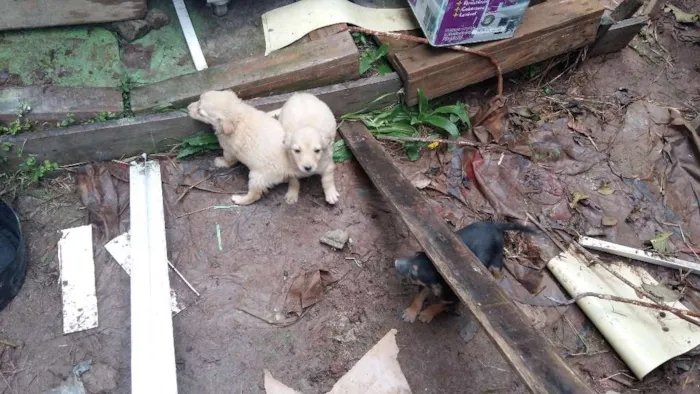 Cachorro ra a vira latas idade Abaixo de 2 meses nome Filhotinhos