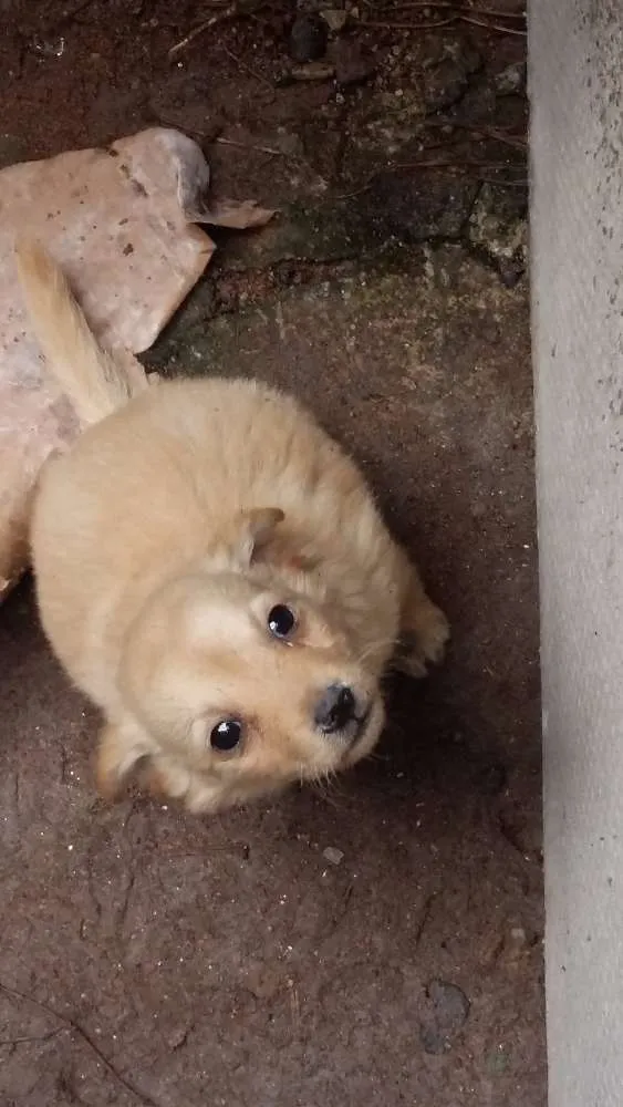 Cachorro ra a vira latas idade Abaixo de 2 meses nome Filhotinhos